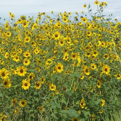 By USFWS Mountain-Prairie (Sunflowers) [CC BY 2.0 (http://creativecommons.org/licenses/by/2.0) or Public domain], via Wikimedia Commons